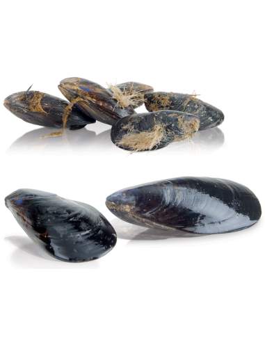 Lave-moules, 5 kg, production 75 kg/h.